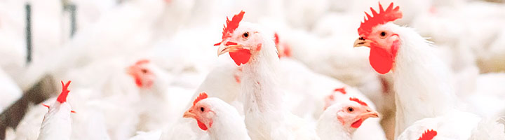 Как обеспечить пищевую безопасность на птицеперерабатывающем предприятии?
